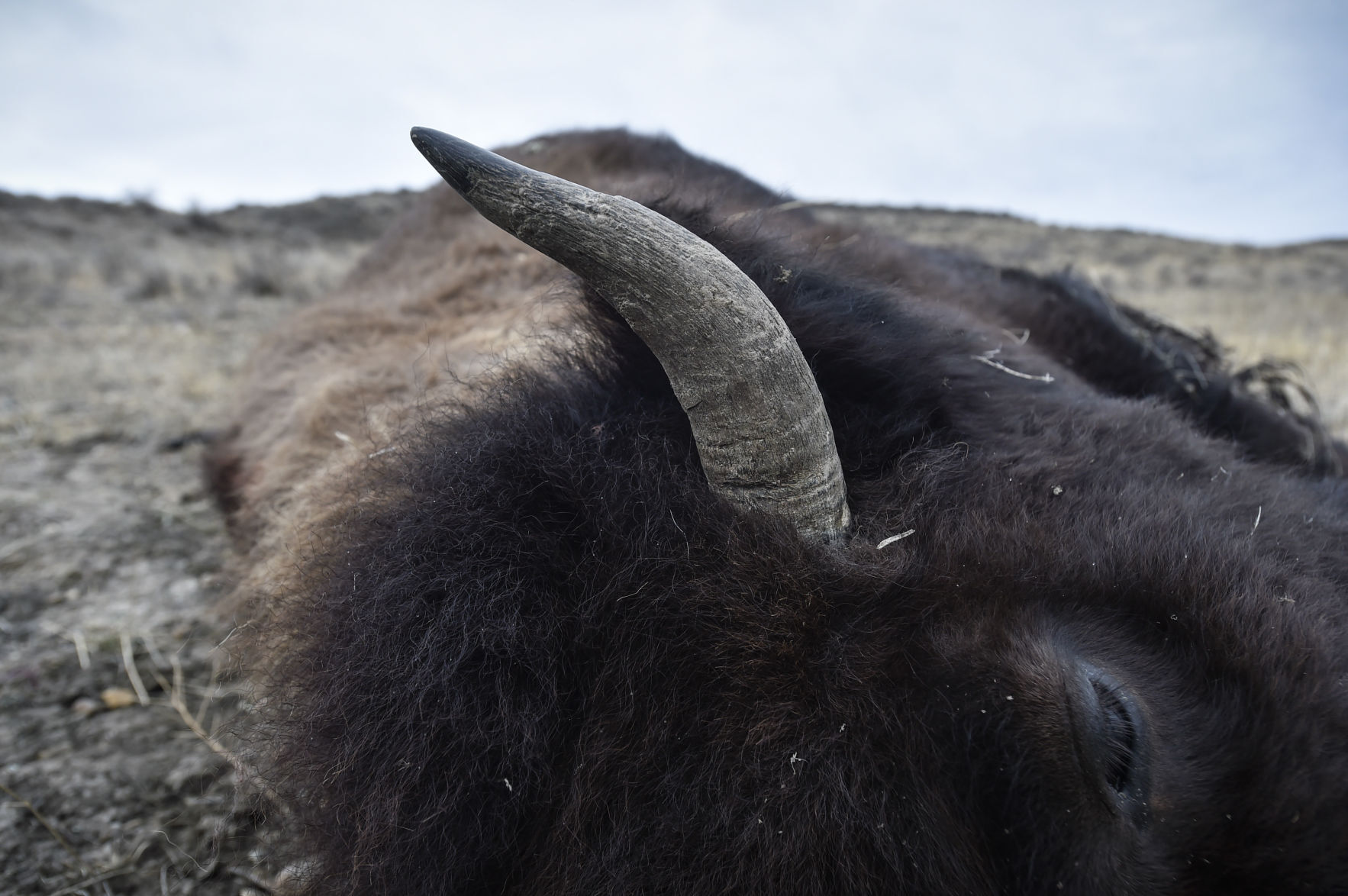 APR Bison Harvest